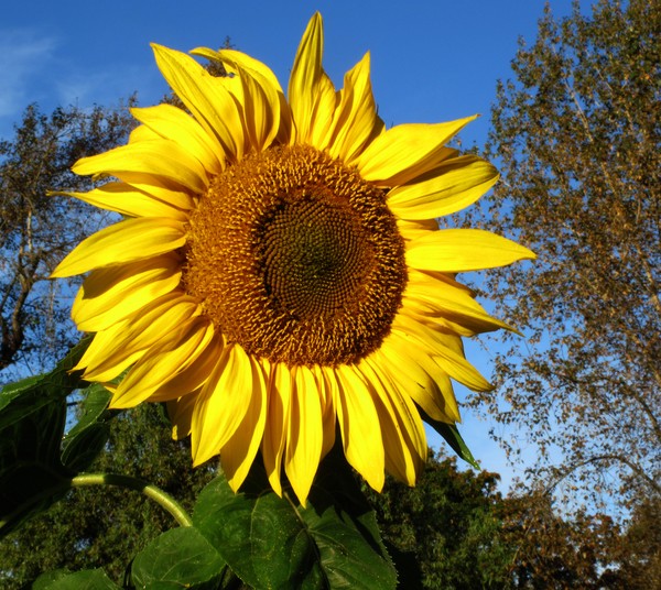 Sunflower 1