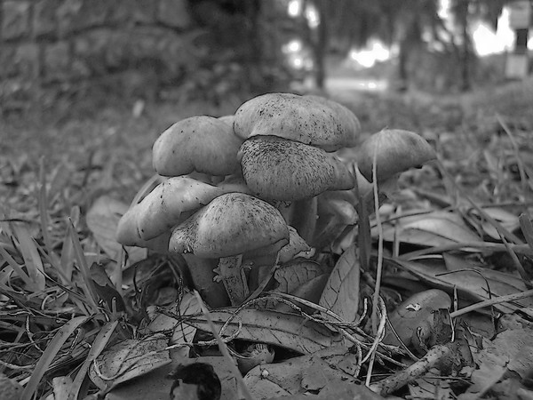 Shrooms