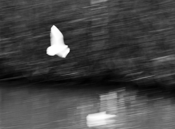 White bird