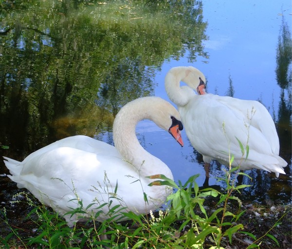 Swans