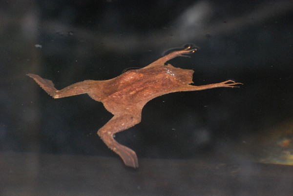 Is it a Leaf or a Frog