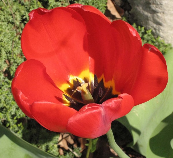 RED TULIP