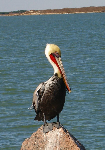 Pelican