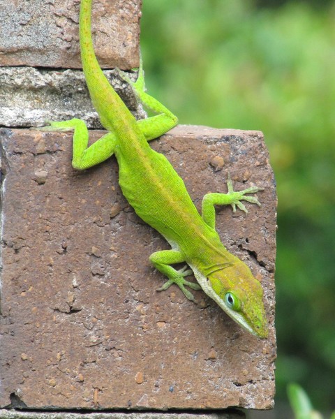 Green Anole