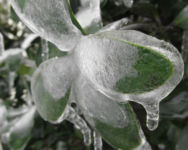 Ice Covered