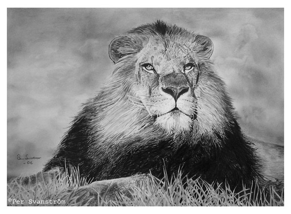King of the jungle