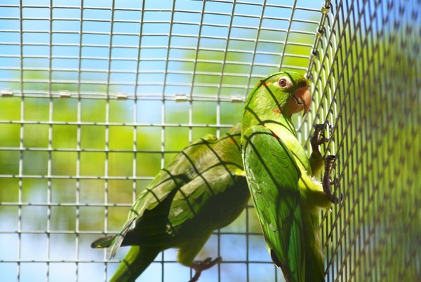 Parrots having Fun!