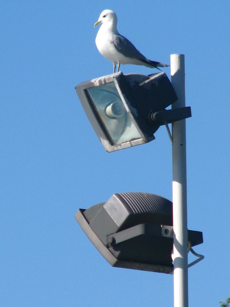 Gull series/2008