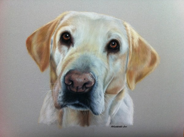 Golden Labrador - Jazz