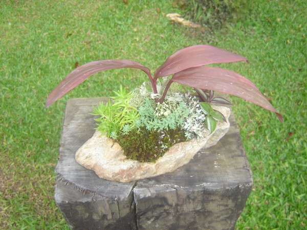 PLANTA EM PEDRA