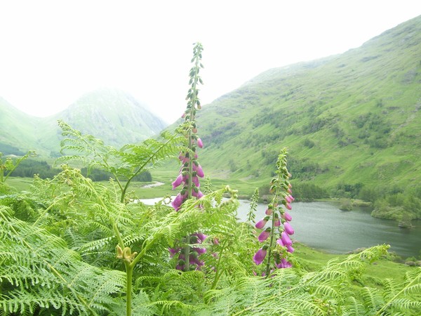 Foxglove & Fern