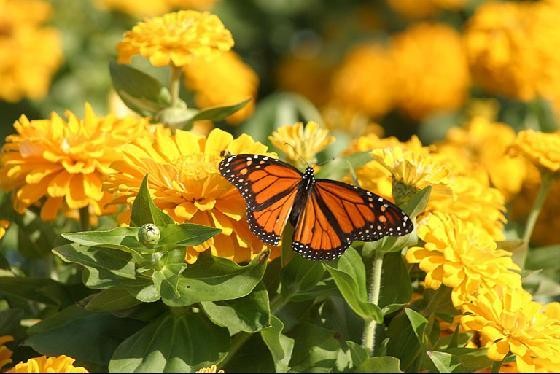 Butterfly in bush in northern NJ