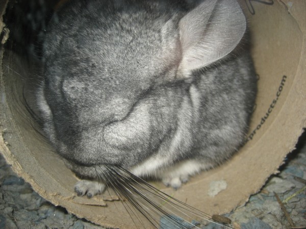 Chinchilla coat