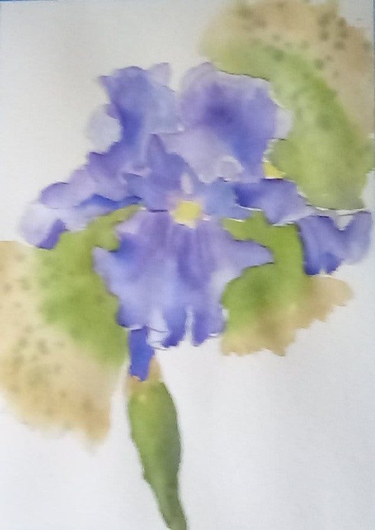 iris