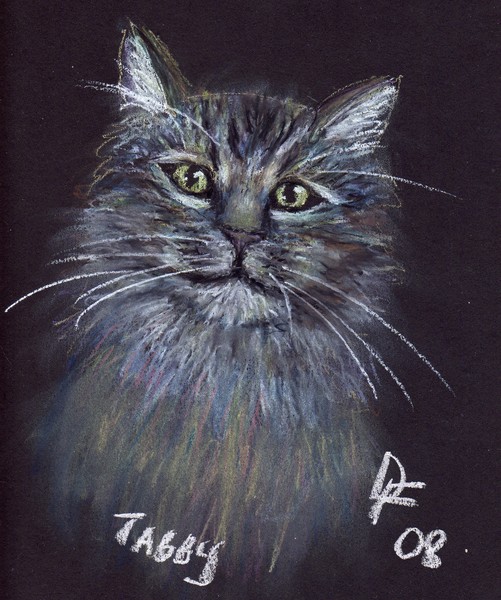 Tabby Cat