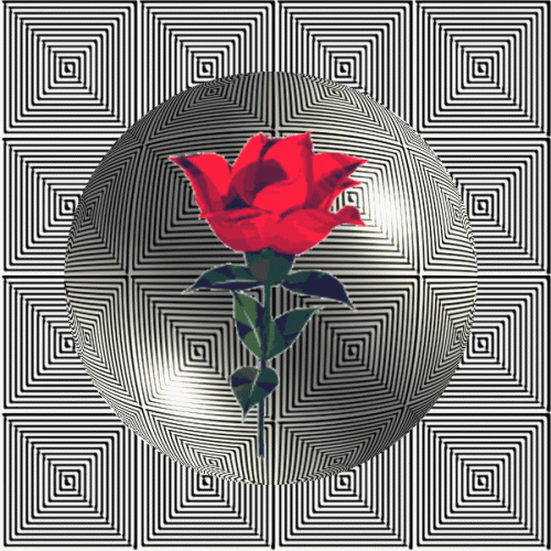 A Different Breed of Rose