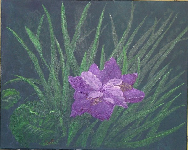 Solitary Iris