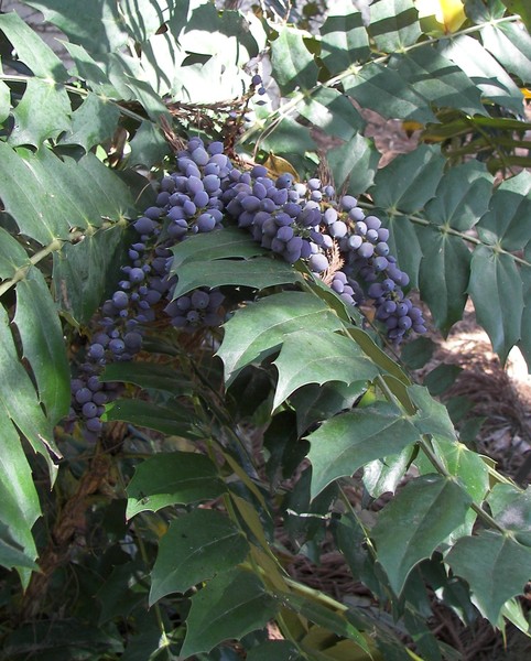 Grape Holly