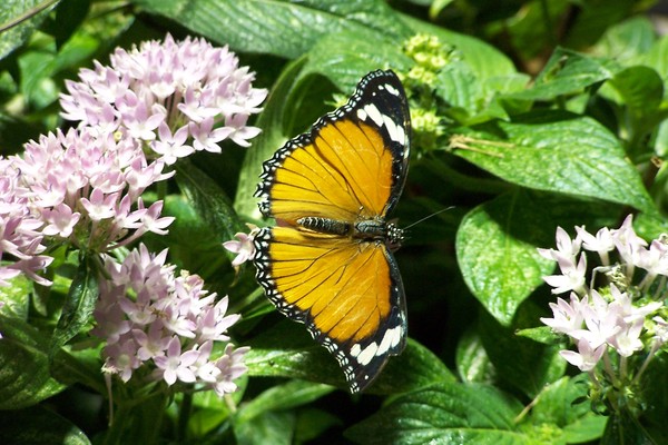 Butterfly Beauty