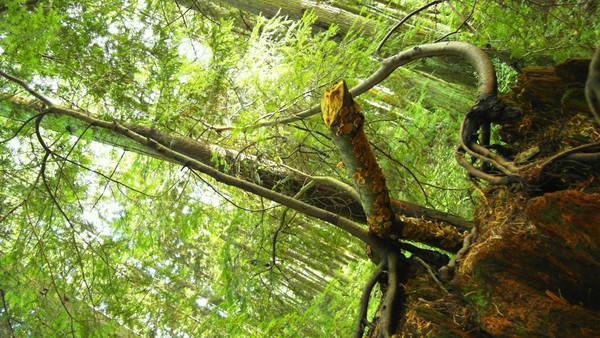 Vancouver Bc Forest I