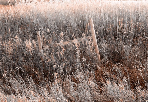 Forgotten
