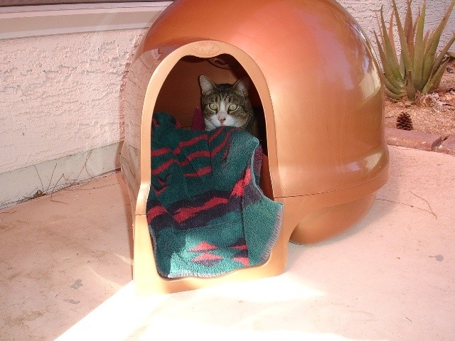 Romeo in Iglo