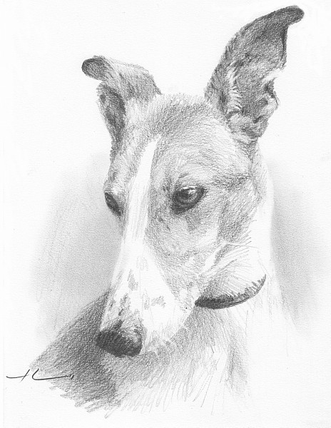 greyhound pencil portrait