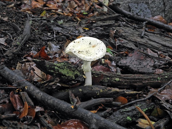 Forest Floor 10-15