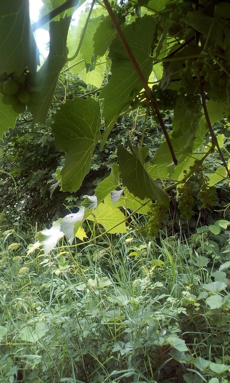 Grapes in the frowing process