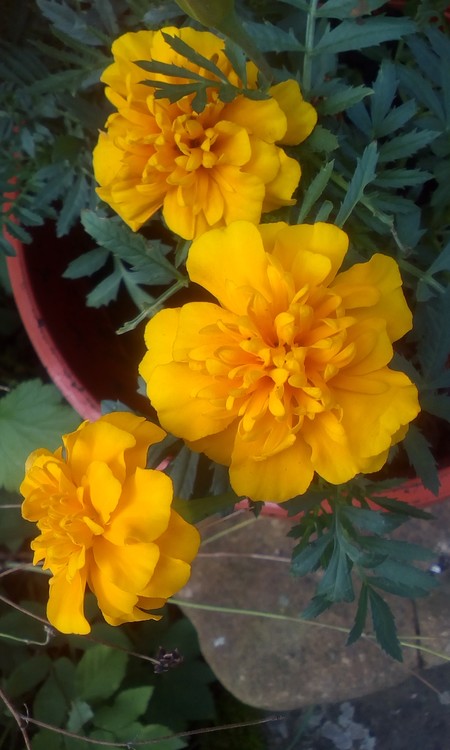 Yellow flowers