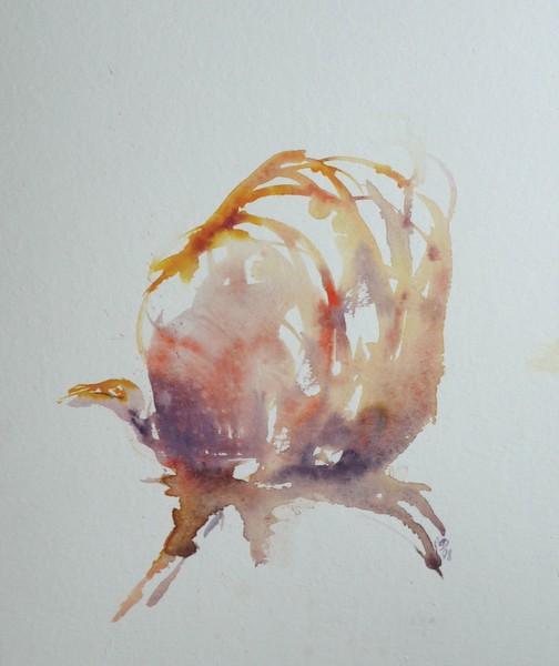 rose d'hiver