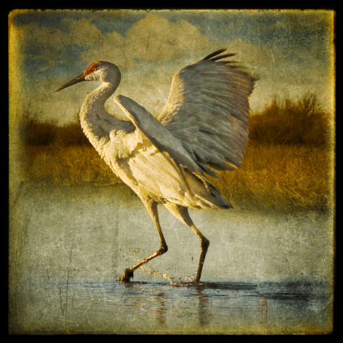 Crane at Bosque, Fine Art Photograph
