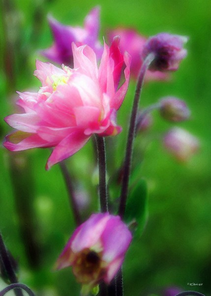 Columbine Brilliance