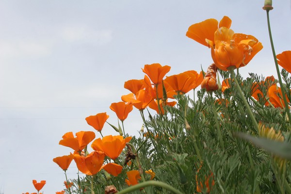 MORE POPPY'S