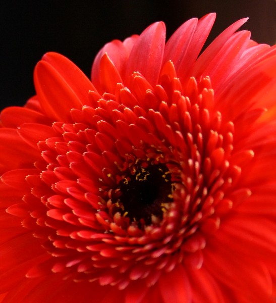 Hot Red II: Gerbra