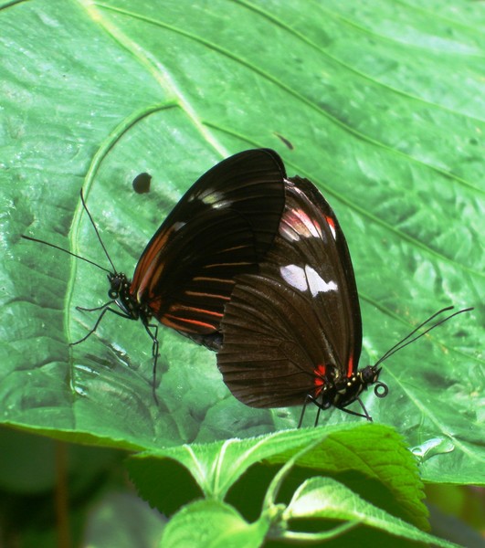 Another pair of butterflies