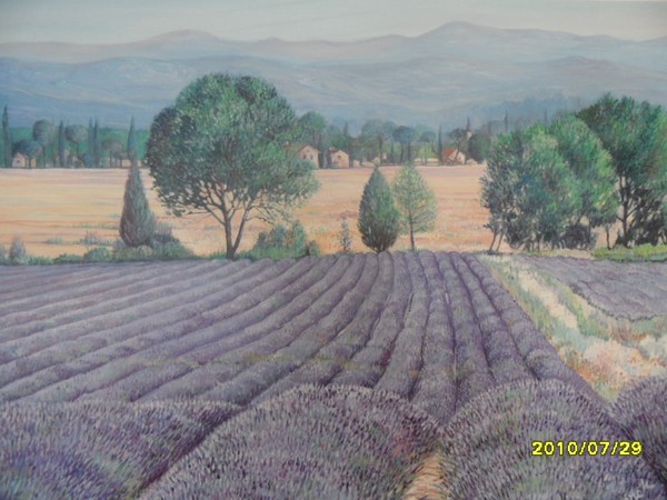 Lavender fields