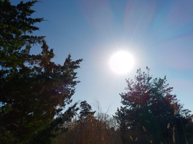 Almost Between The Trees