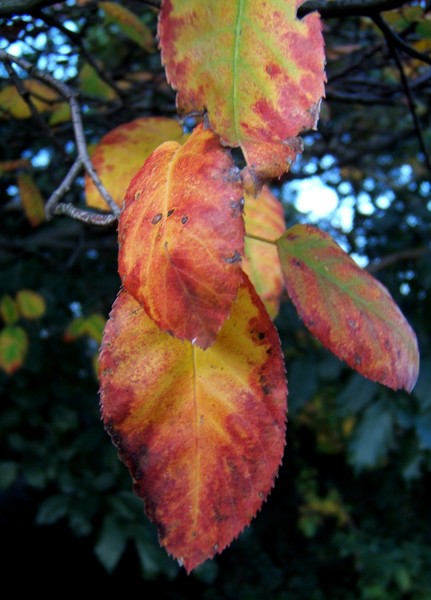 Colours of nature