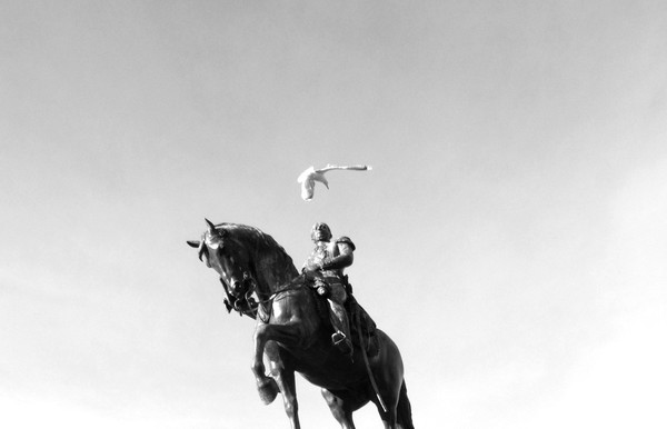 William II and gull