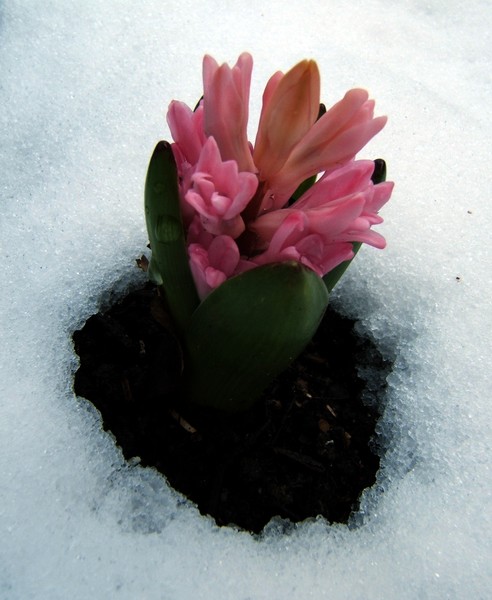 Through the snow
