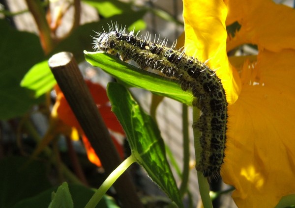 The very hungry caterpillar