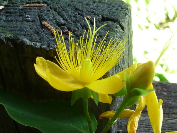 Sunshine flower