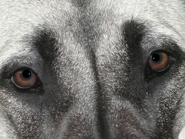 LOLA DOG EYES