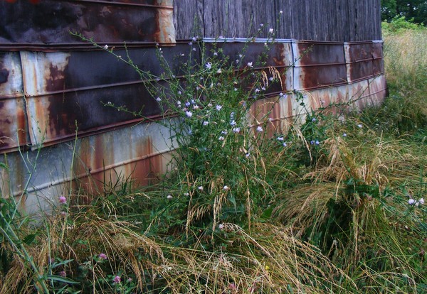 Hay