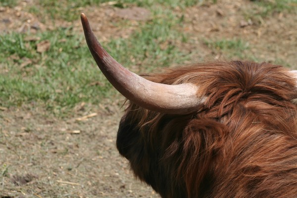 One horn