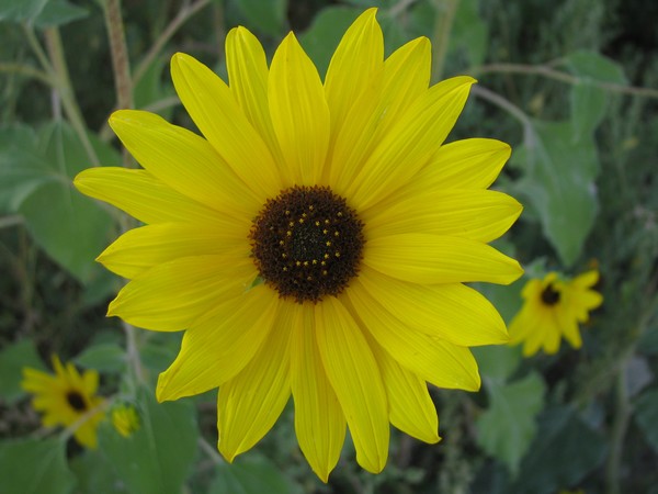 Sunny Yellow
