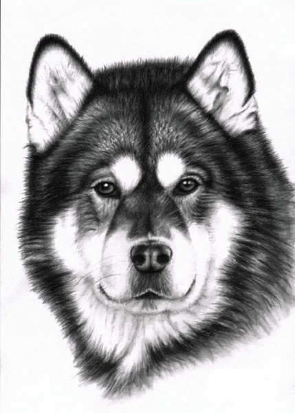 Alaskan Malamute Portrait