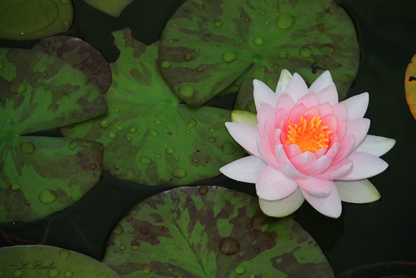 Lily Pad