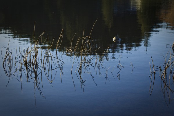 grass in the water